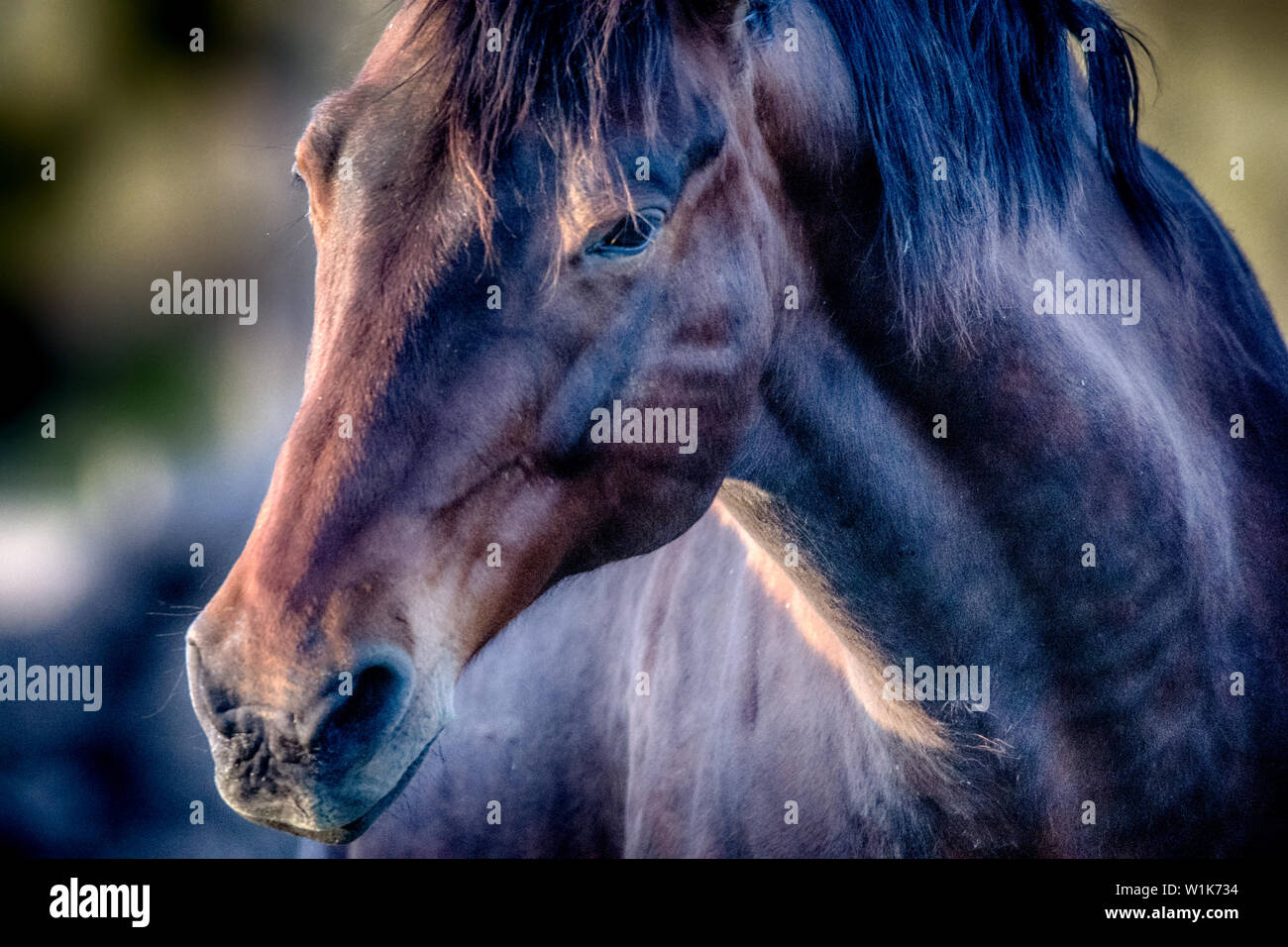 Ich konnte meine große Tochter zu ihren Unterricht gestern reiten, das gab mir Gelegenheit, mit meinen 150-600 mm Tamron zu spielen. Das Licht war nur Stockfoto