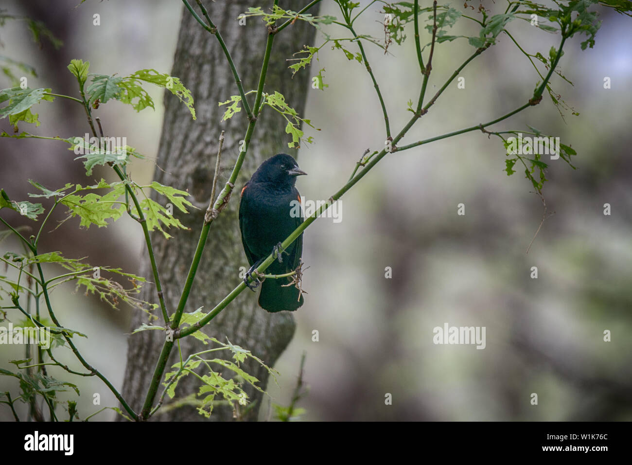 Es kann interessant durch den Wald laufen in diesen Tagen die Red Winged Amseln schützen ihre Nester. Wenn Sie schließen werden, kommt es zu einem div Stockfoto