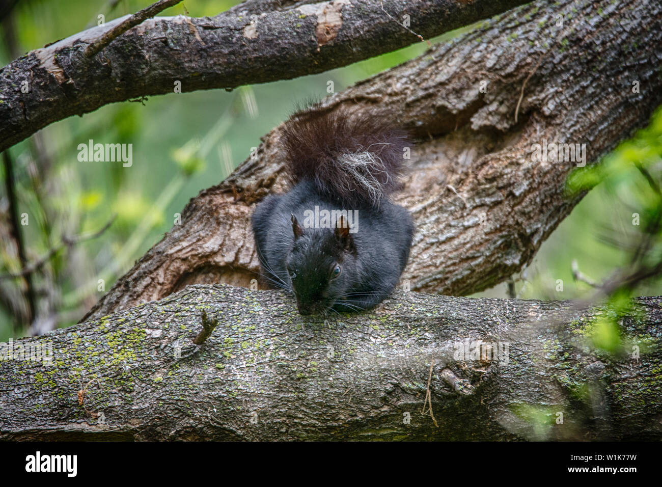 Ich war auf einem Vogel Spaziergang mit meinem 600-mm-Objektiv. Dieses kleine Eichhörnchen wurde oben in einem Baum gehockt. Stockfoto
