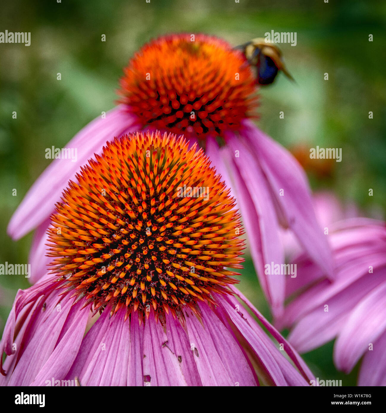 Der Garten ist in diesen Tagen beschäftigt. Die violette Kegel Blumen sind in guter Form zieht alle Arten von Bienen und Schmetterlinge. Stockfoto