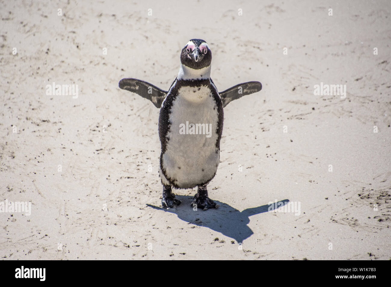 Dieses kleine Kap Pinguin hatte gerade in vom Schwimmen in Betty's Bay, Südafrika. Stockfoto