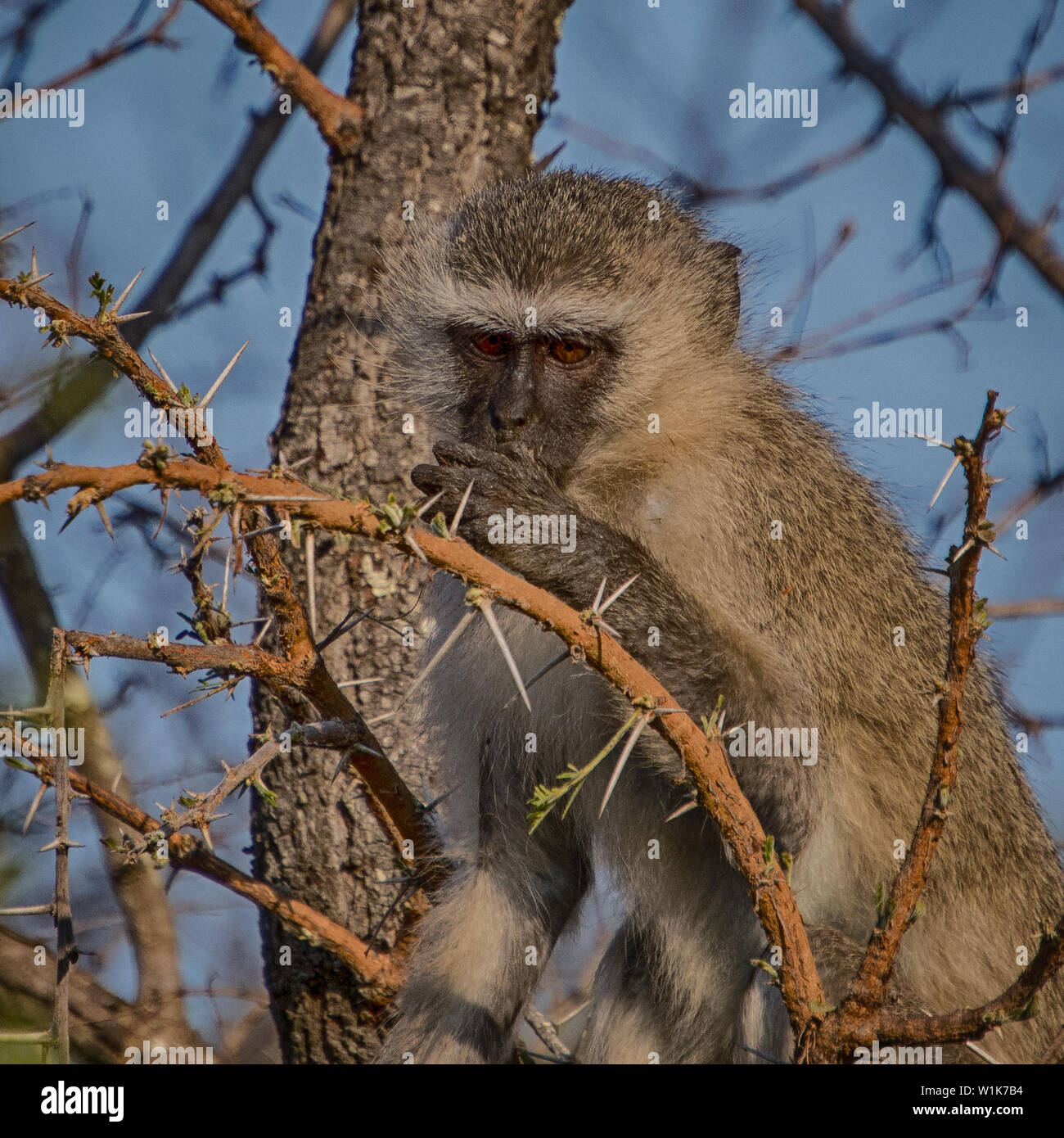 Ein weiterer in der Reihe der Aufnahmen von unserer letzten Reise nach Südafrika. Während es nicht ungewöhnlich war, Grüne Meerkatzen rund um das Camp zu sehen, wir haben nicht eine Stockfoto