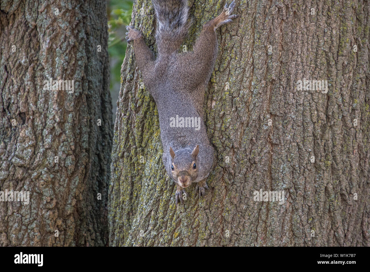 Ein weiterer in der Reihe der Schüsse der lokalen Tierwelt... Ich weiß, ein wenig Enttäuschung nach der Safari pics. Stockfoto