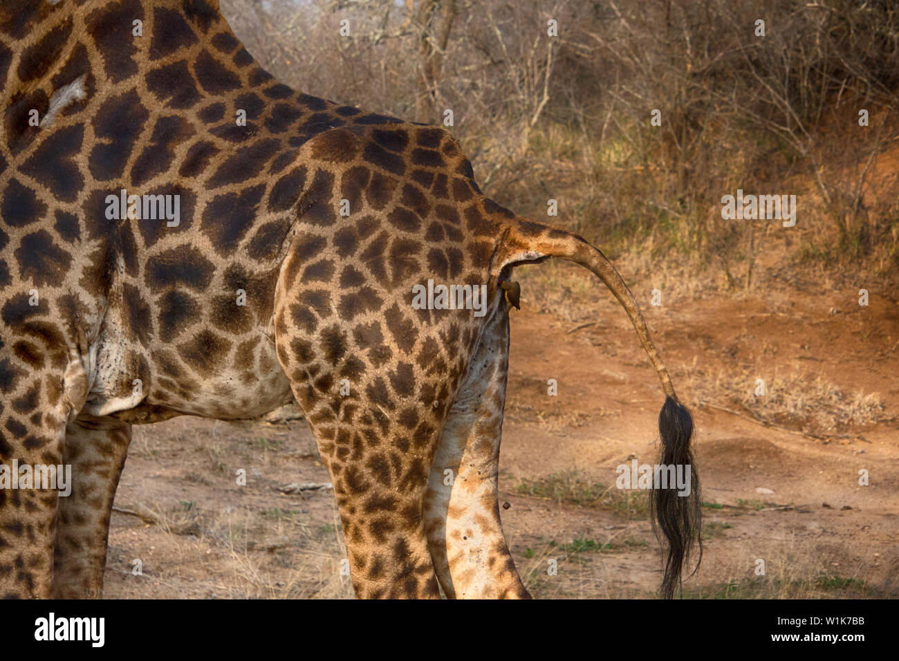 Im Busch von Südafrika, beobachteten wir eine Reihe von symbiotischen Beziehungen. In diesem Fall, die kleine Tickbirds, der sich normalerweise auf der Rückseite des rh Fahrt Stockfoto