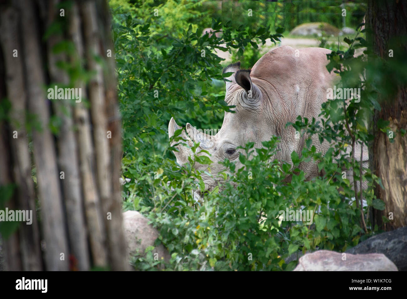 Ein weiterer Schuß von der Toronto Zoo, wo ich die Prüfung wurde Mein neues Tamron 18-400 mm Objektiv. Stockfoto