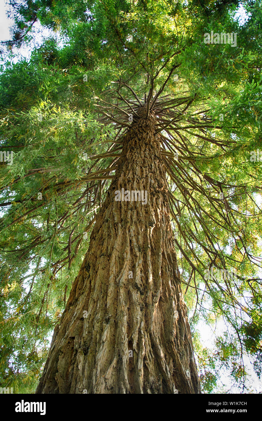 Einer der Bäume in den Butchart Gardens in der Nähe von Victoria, British Columbia. Während die wirklich grosse Bäume sind weiter im Norden, der "durchschnittliche" an Butchart ca Stockfoto