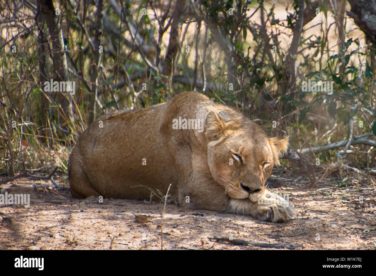 Diese löwin war, zu tun, was die meisten Löwen für 18 Stunden am Tag. Auf einer Pirschfahrt in Kapama Reserve, Südafrika übernommen. Stockfoto