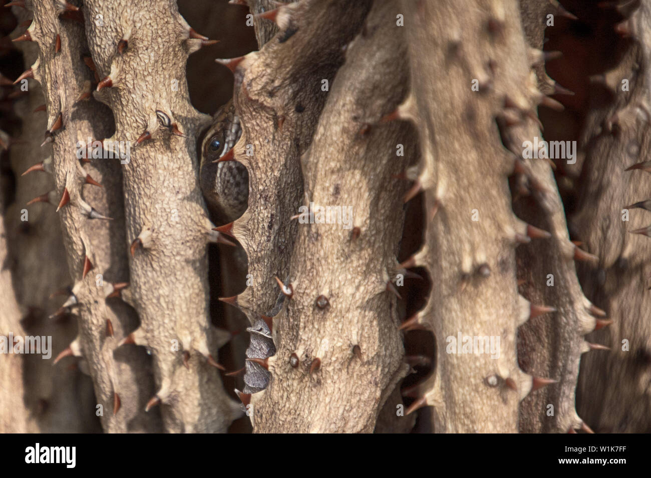 Diese kleine Echse scampered entfernt von mir bei einem Spaziergang auf kapama South Lodge Gelände. Stockfoto