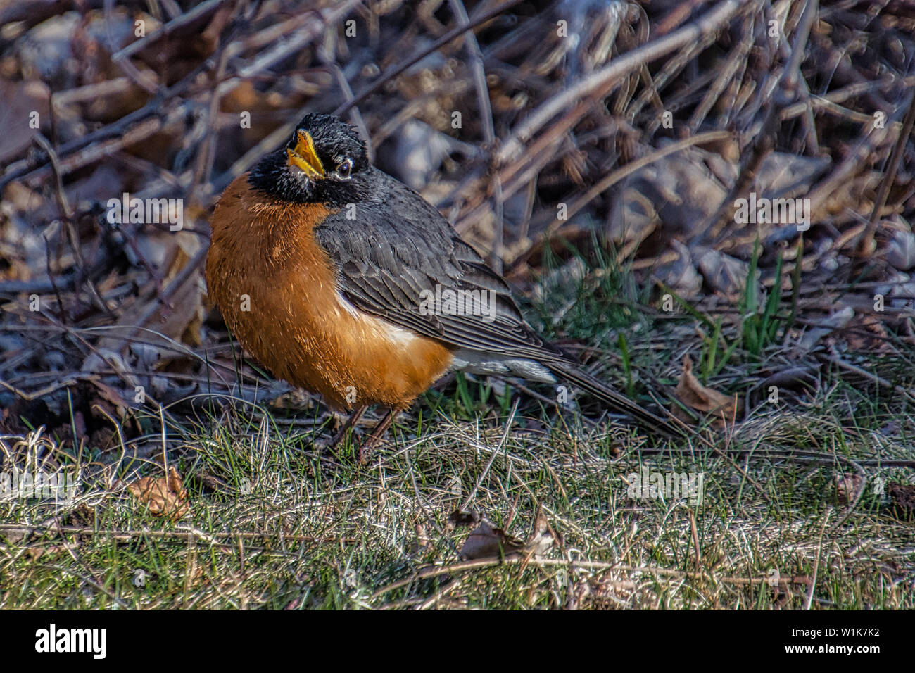 Die robins sind zurück, und dieser sieht glücklich aus, obwohl es Schnee in der Prognose von Morgen. Stockfoto