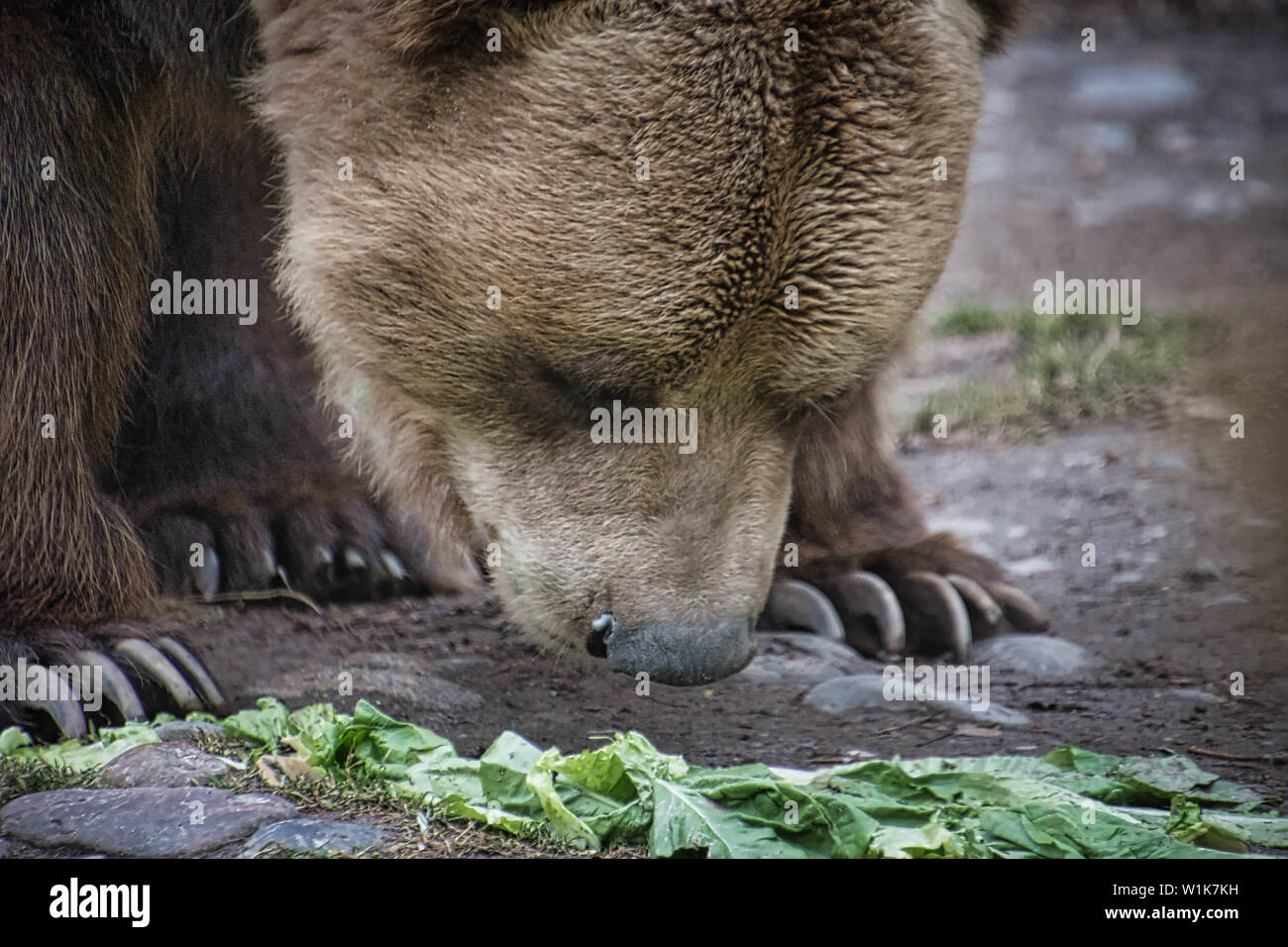 Ich weiß, dass Bären sind Allesfresser, aber das Gesicht auf diesem Grizzly ist identisch mit dem, das ich beim Salat serviert. Stockfoto