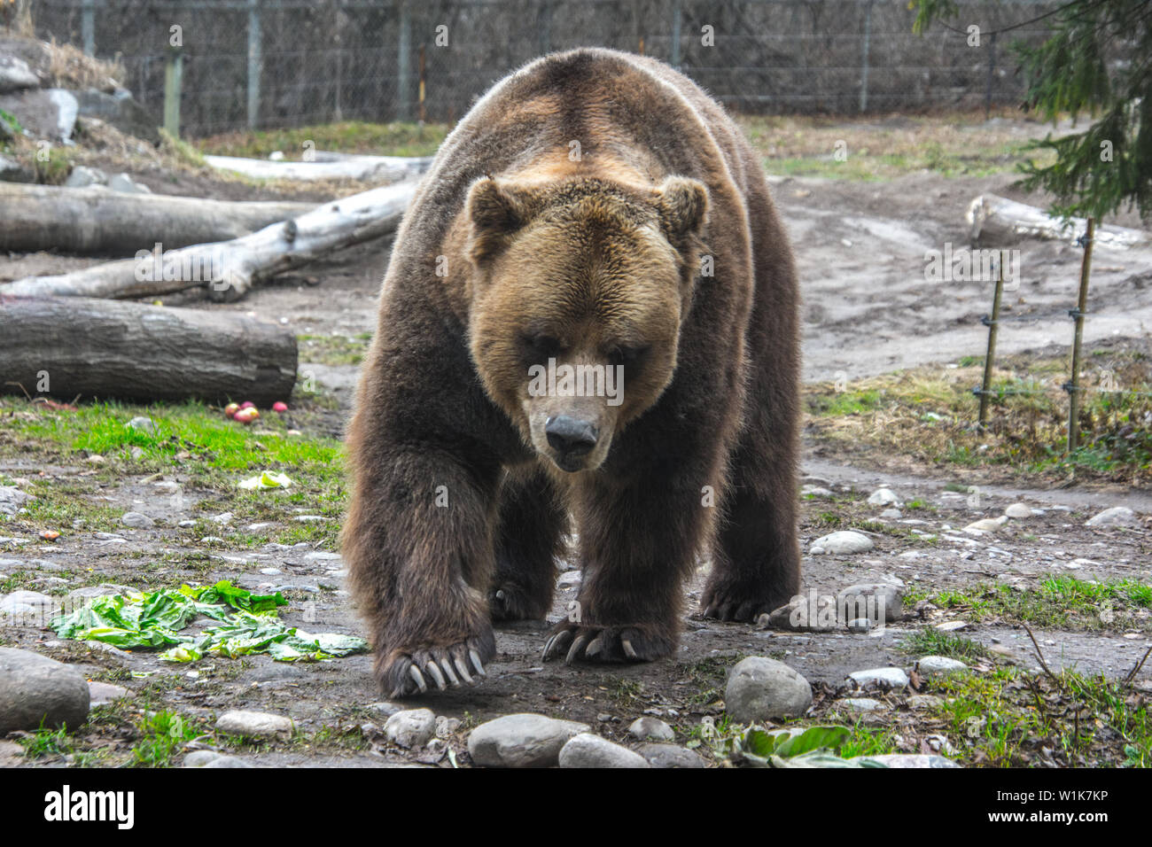 Ein weiterer Schuß von der Toronto Zoo. Die Luft war frisch und die Grizzly Bär aktiv war. Stockfoto