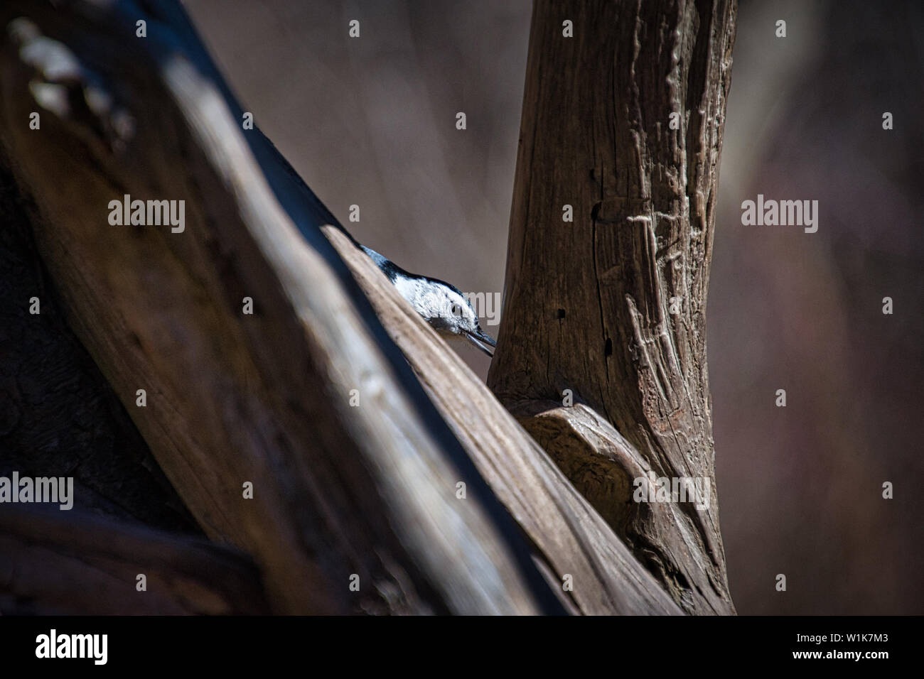 Diese Kleiber war etwas vorsichtig mit meinen Enkelkindern, und wollte sie die Grundlagen, die Sie vor der Festlegung zu prüfen. Stockfoto