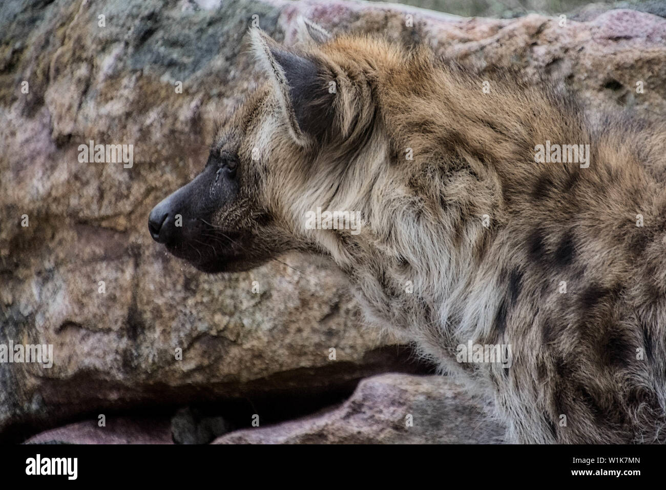 Es ist wichtig, dass der Jäger mit ihren Hintergründen zu mischen. Diese HYÄNEN an der Toronto Zoo zeigt, wie effektiv es ist geschehen. Stockfoto