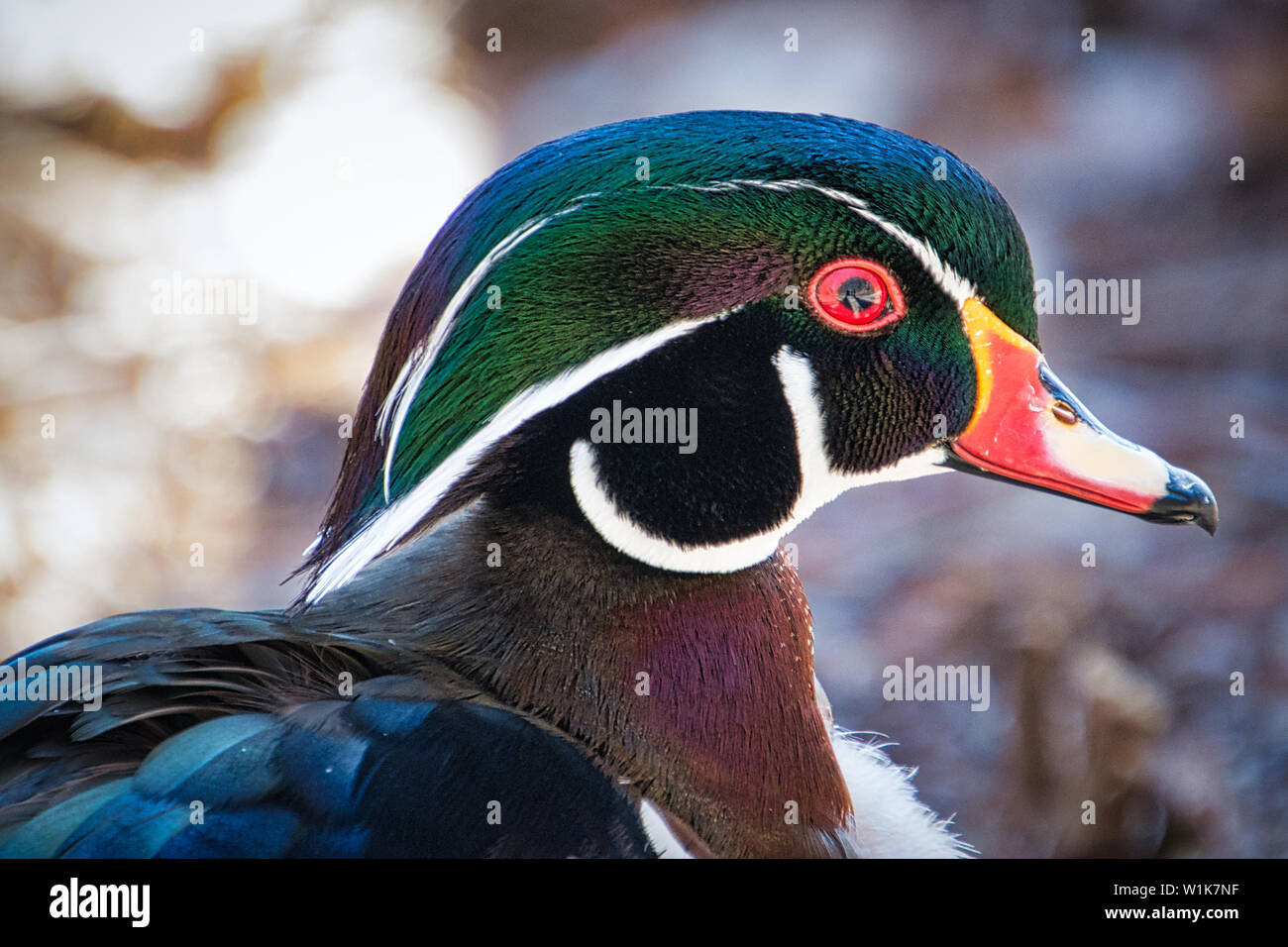 Ich nahm meinen Enkel, die an diesem Wochenende zu einigen meiner Lieblingsplätze Vögel zu sehen. Dieses kleine Holz Ente ist immer noch an der LaSalle Park in Burlington, Ontario Stockfoto