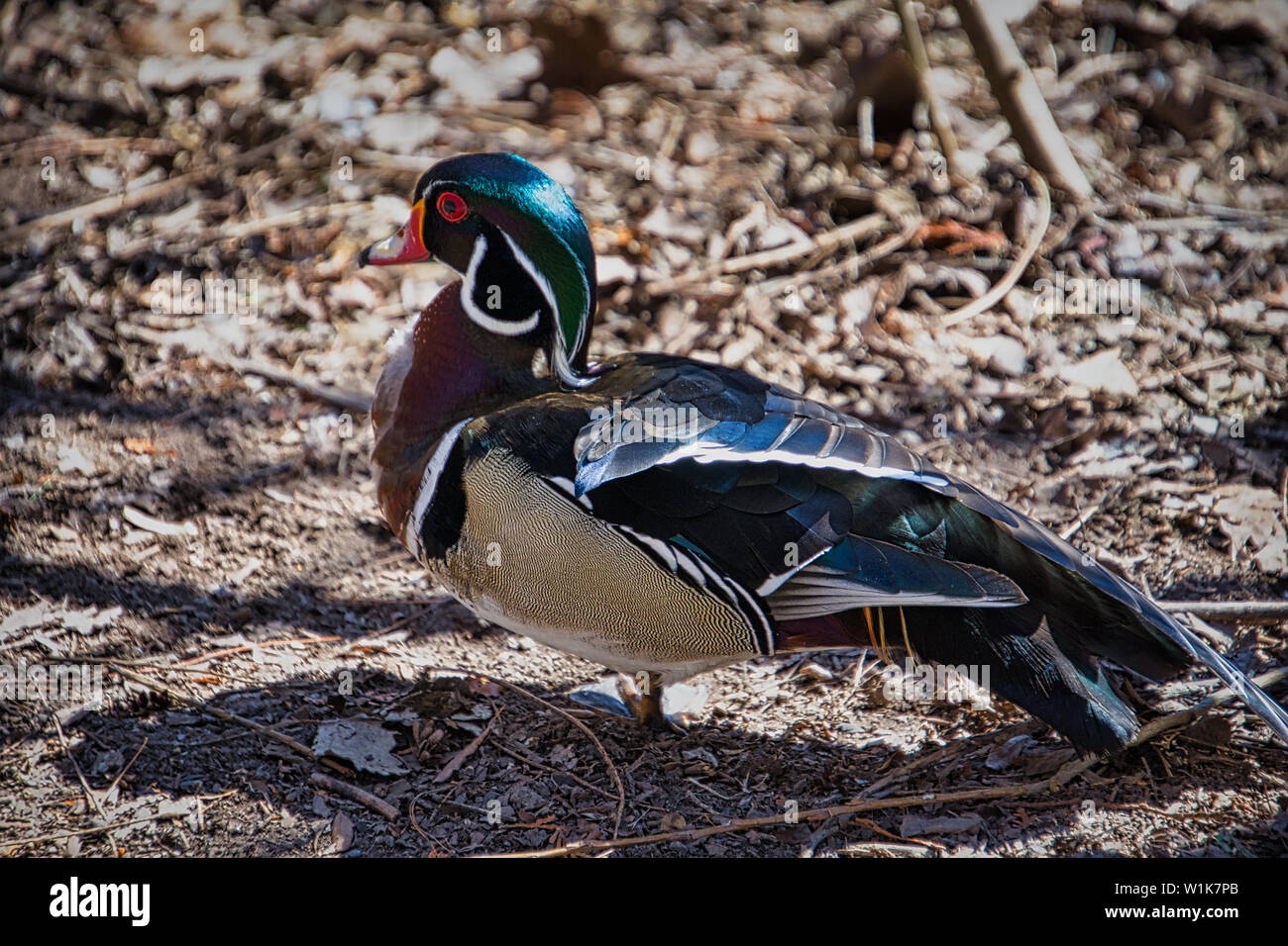 Dieses kleine Holz Ente war nicht durch unsere Anwesenheit gestört. In der Tat, ich denke, er habe für den alten Kerl mit einer Kamera posieren. Stockfoto