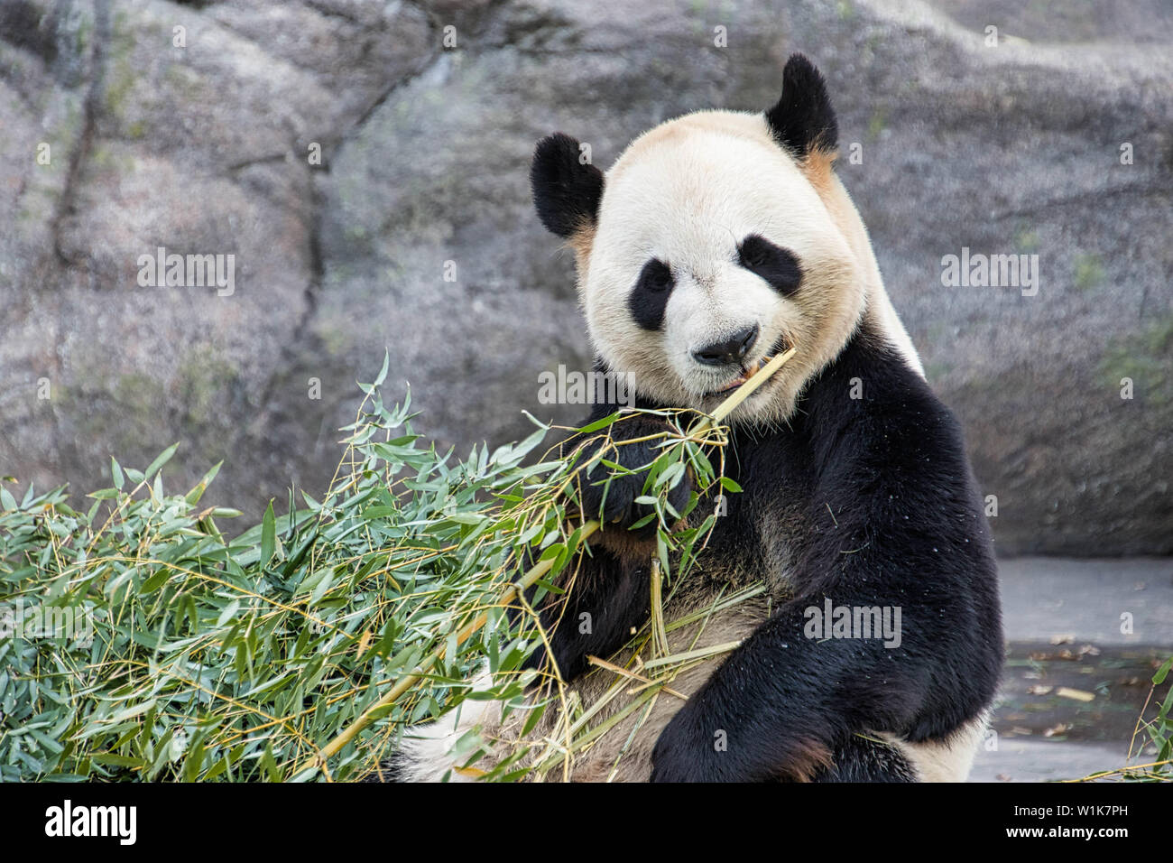 Die Panda Exponat auf der Toronto Zoo ist jetzt geschlossen, und der Bär Familie wird zum Calgary Zoo. Stockfoto