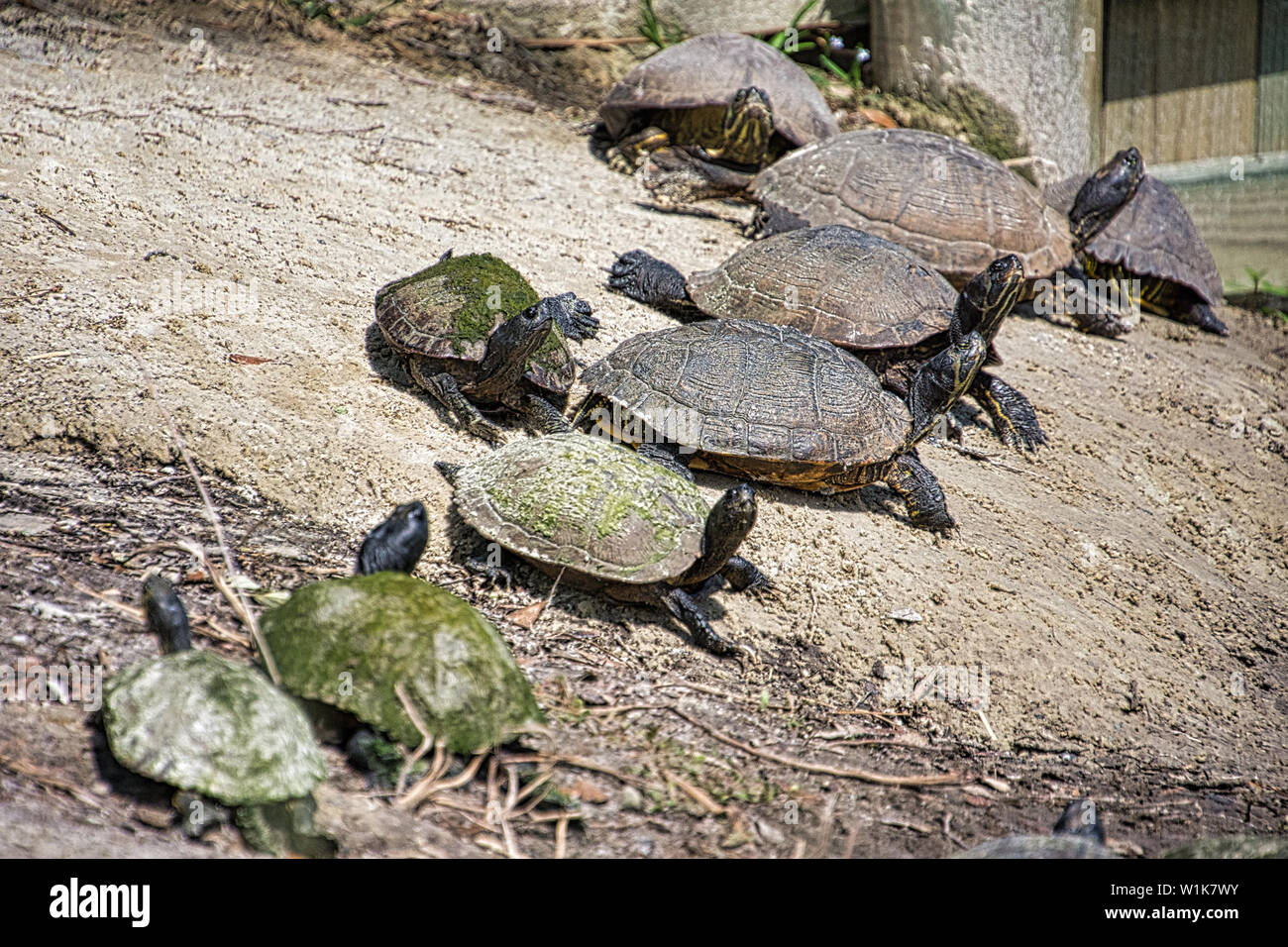 Es ist nicht oft bekommt man diese viele Schildkröten zusammen zu sehen. Dies wurde auf der sonnigen Ufer eines Teiches in Hilton Head, Sc. Stockfoto