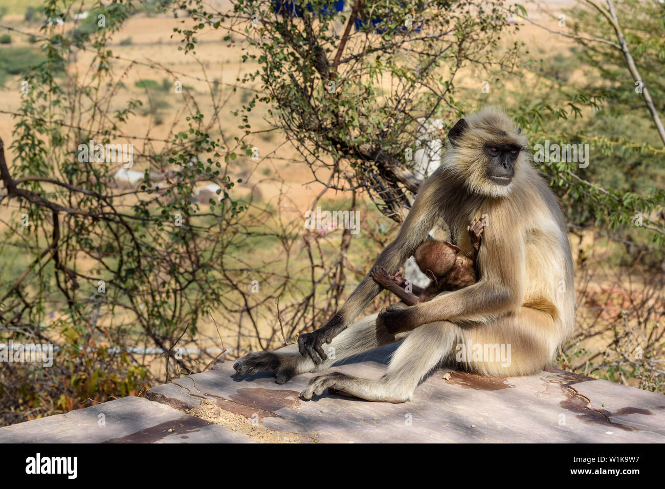 Grau langur Affe in der Nähe von Savitri Mata Tempel auf Ratnagiri Hügel in Pushkar. Rajasthan. Indien Stockfoto