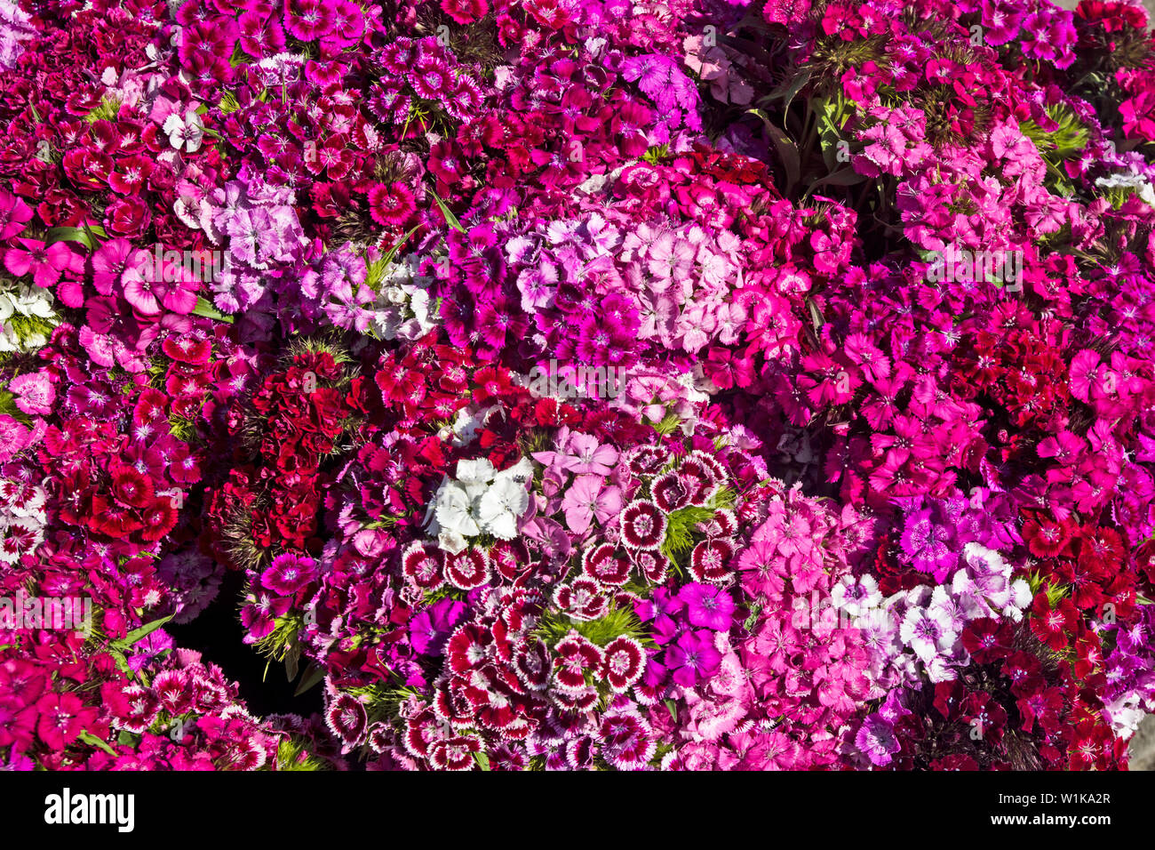 Schön Dianthus Blume im offenen Raum im Markt erwartet die Kunden. Stockfoto