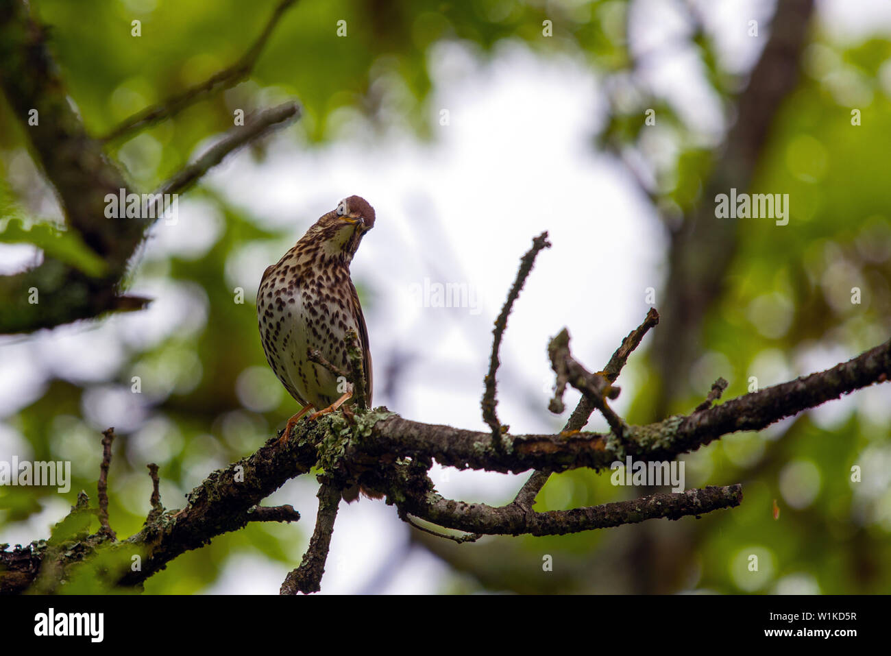 Vogel Turdus philomelos Vogel in der wilden Natur. Stockfoto