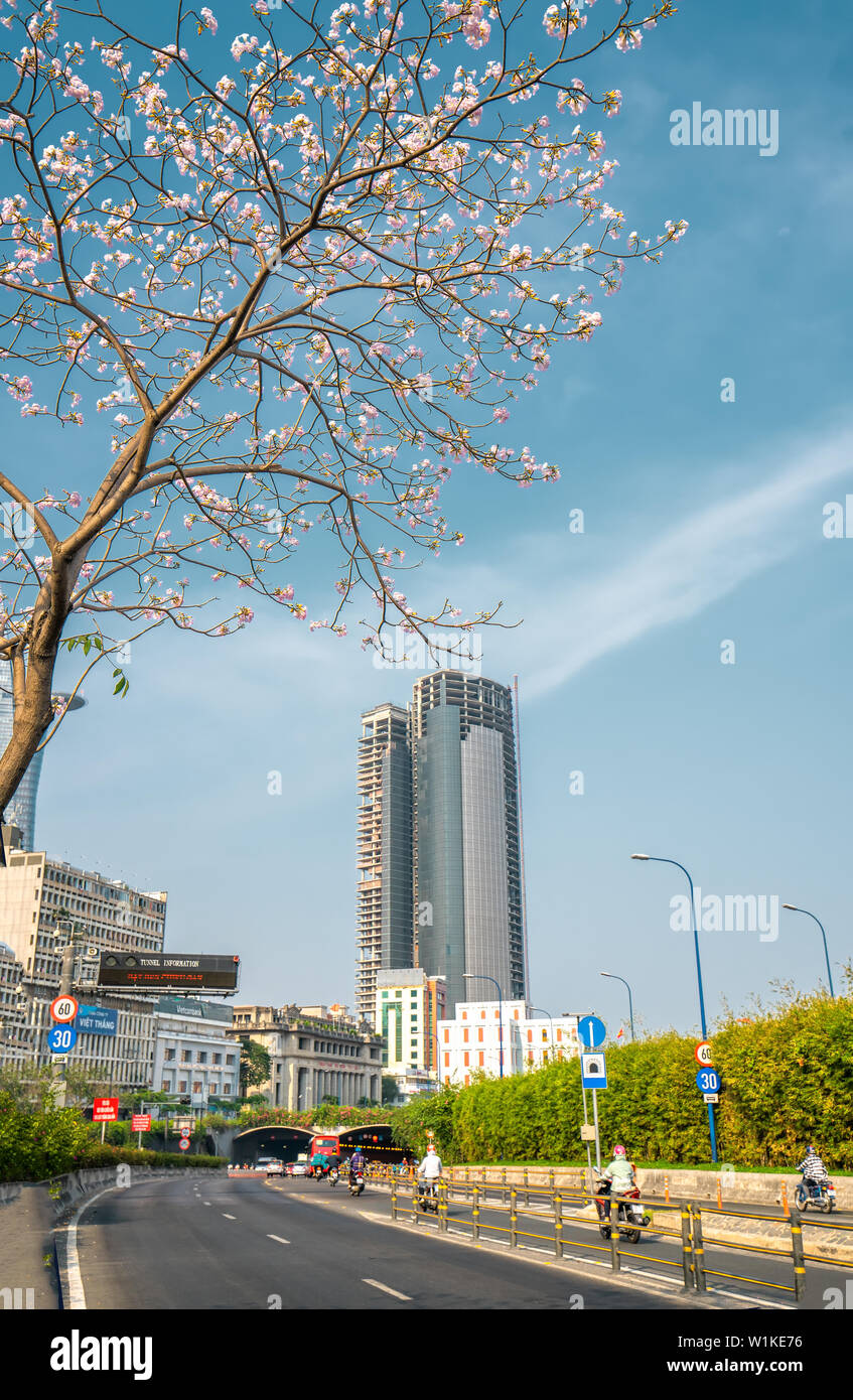 Tabebuia rosea Bäume blühen ist entlang der Avenue gewachsen Die urbane Landschaft genauer Dekorieren mit der Natur Stockfoto