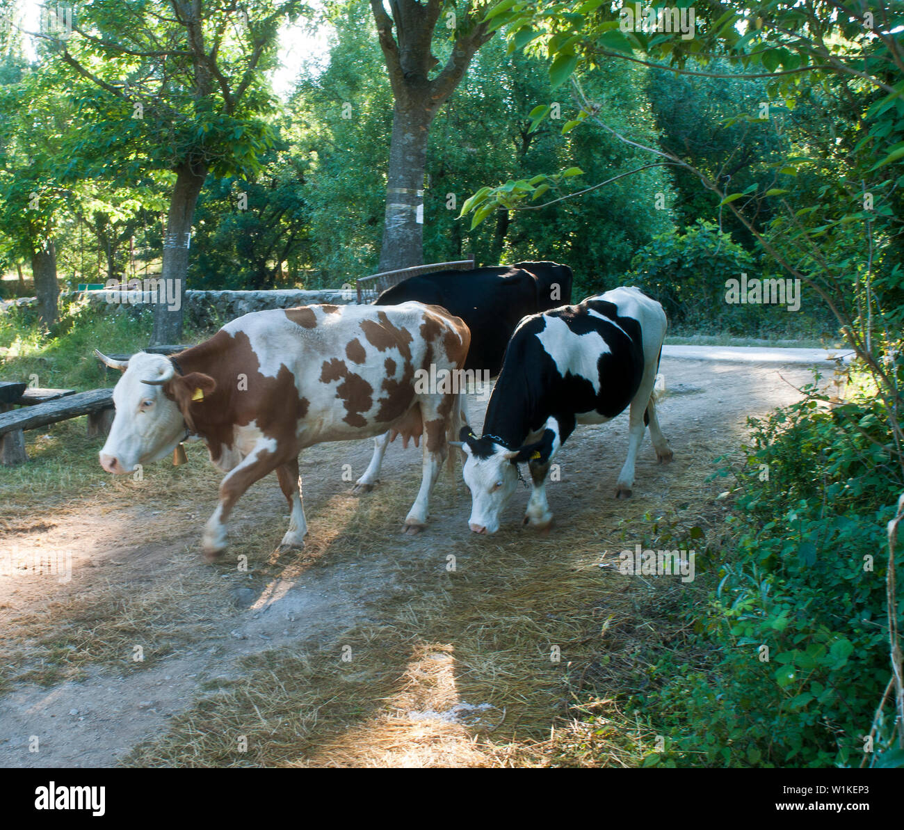 Eine Frau hält die Kühe in der Natur Stockfoto
