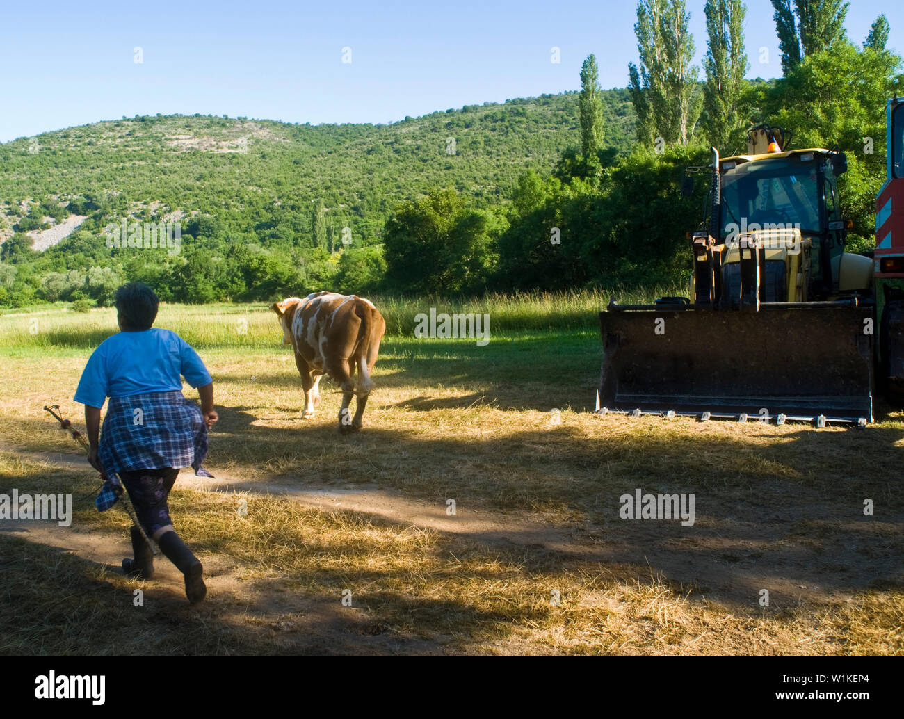 Eine Frau hält die Kühe in der Natur Stockfoto