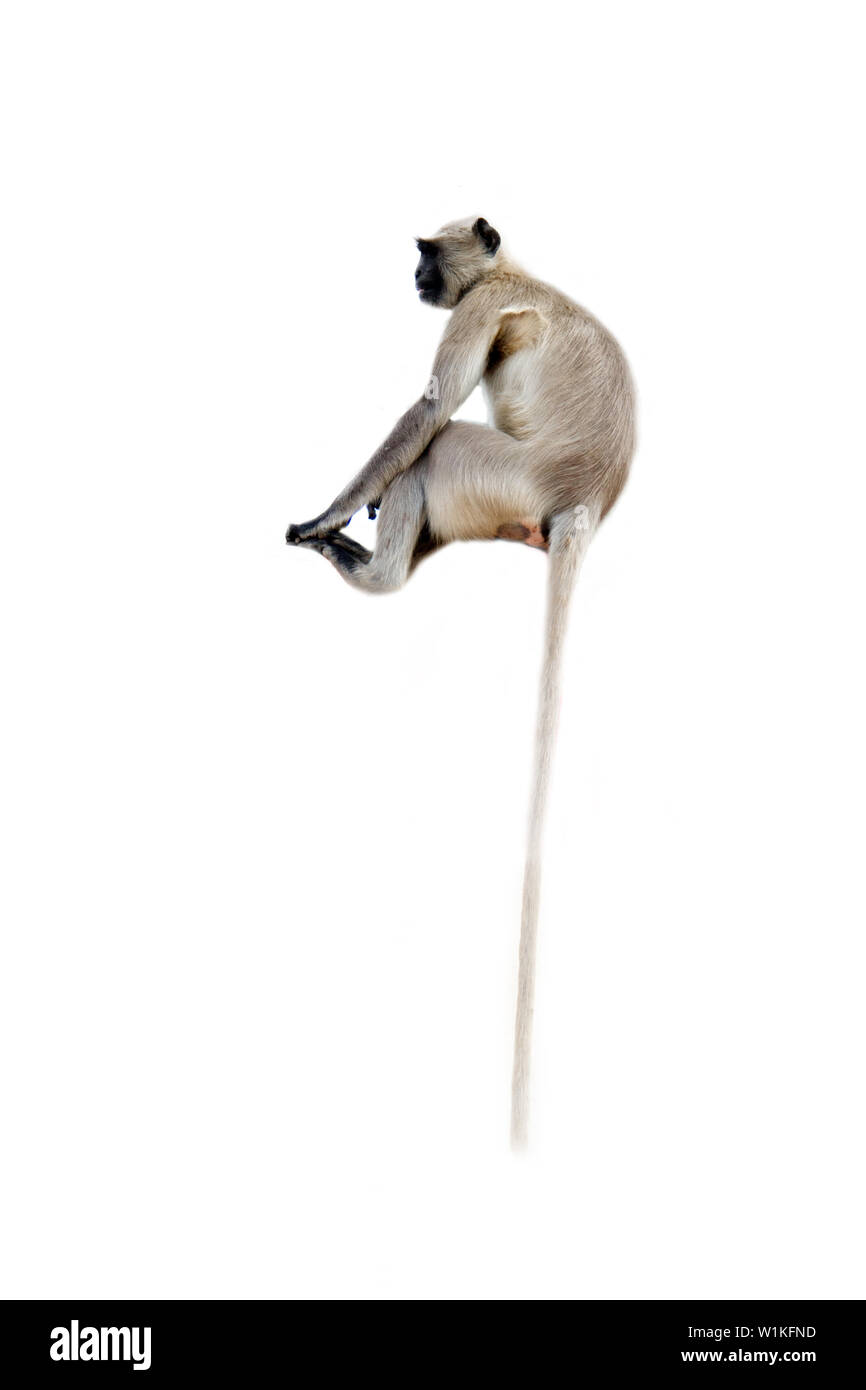 Monkey Tail ist berühmt für seine Länge und Hartnäckigkeit (Spezial-zwischensohle). Long Tail langur Hanuman, Affe auf weißem Hintergrund Stockfoto