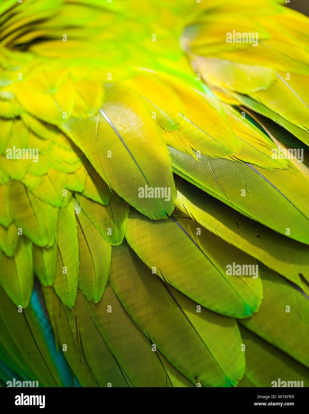 Großen grünen Ara - KELLNERBÖRSE VERDE O LAPA VERDE (Ara ambiguus) Stockfoto