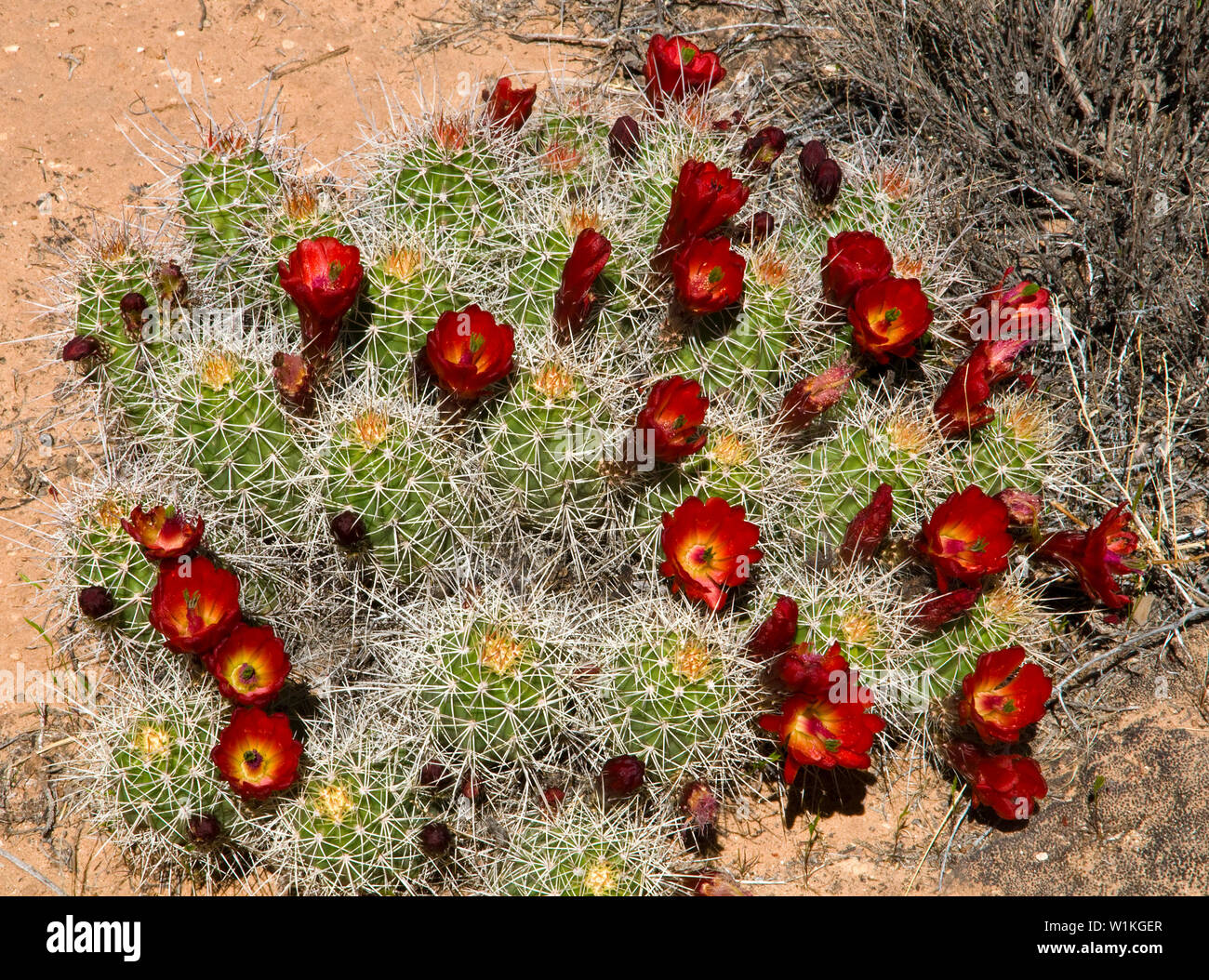 Ein Kaktus steht in voller Blüte entlang Netzwerk in der Nähe des Devil's Playground im Canyonlands National Park Needles District. (C) 2011 Tom Kelly Stockfoto