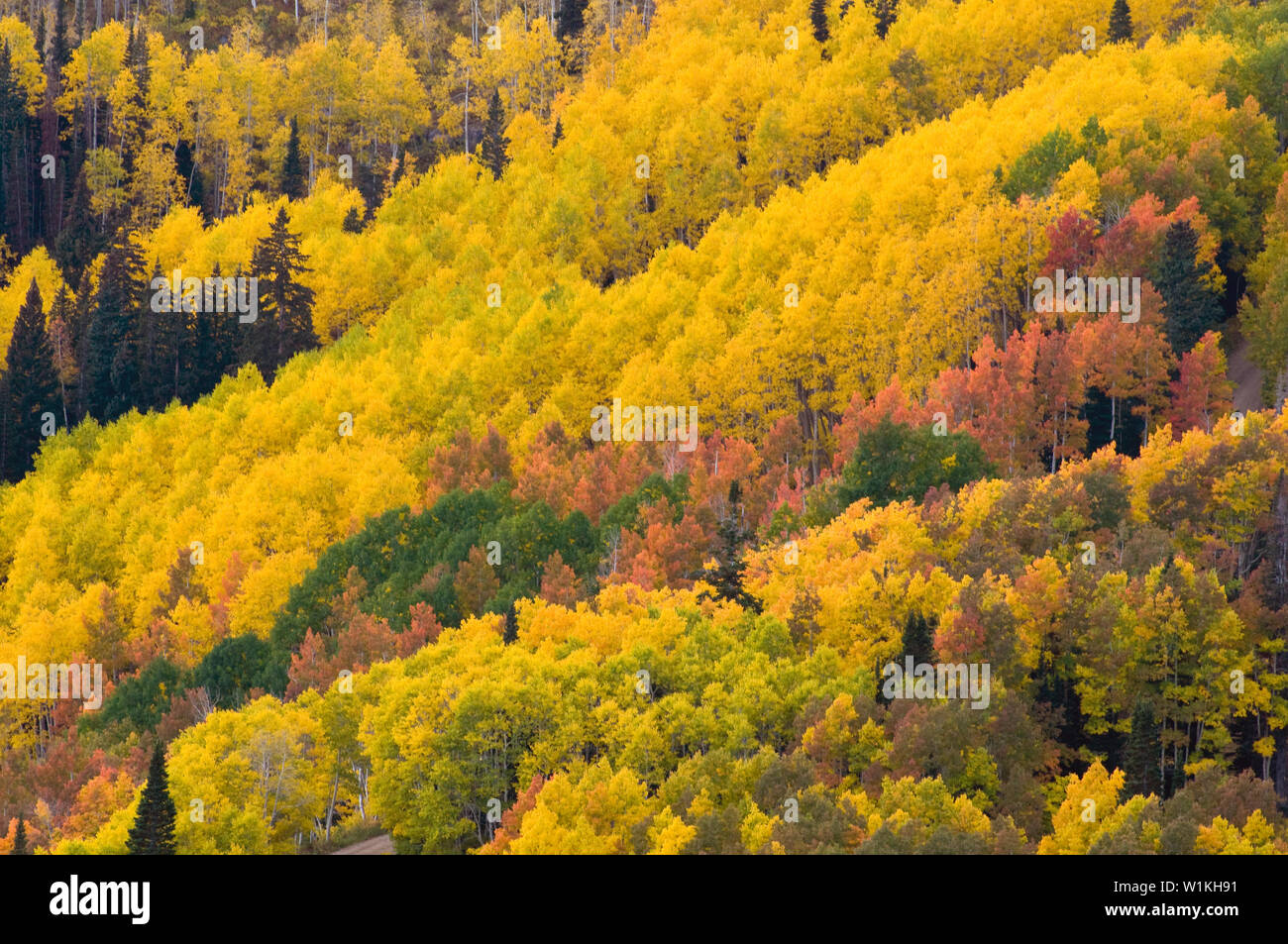Herbstfarben von Empire Pass oberhalb der Deer Valley Resort, Park City, Utah. Stockfoto