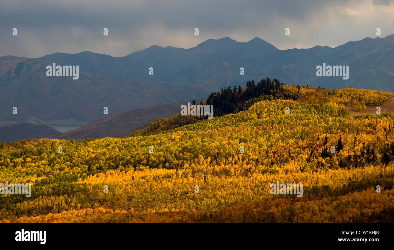 Herbstfarben von Empire Pass oberhalb der Deer Valley Resort, Park City, Utah. Stockfoto