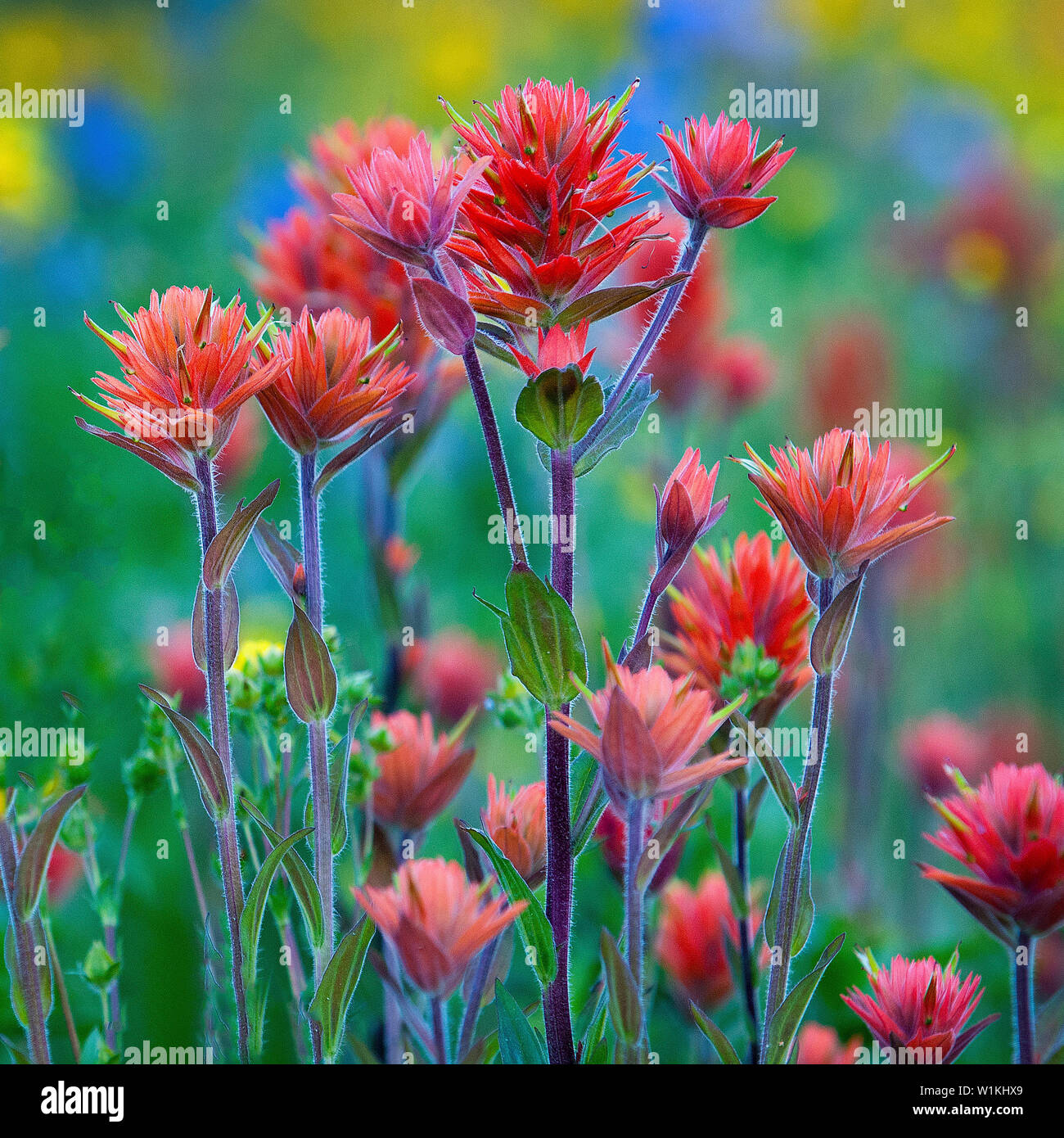 Wildblumen blühen in Albion Becken an der Alta Skigebiet in Little Cottonwood Canyon, Utah bilden einen Flickenteppich von Farbe. (C) 2015 Tom Kelly Stockfoto