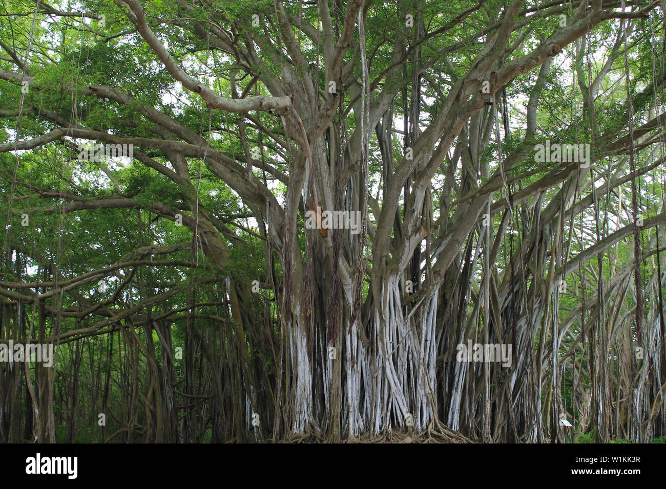 Alten Banyan-Baum Stockfoto