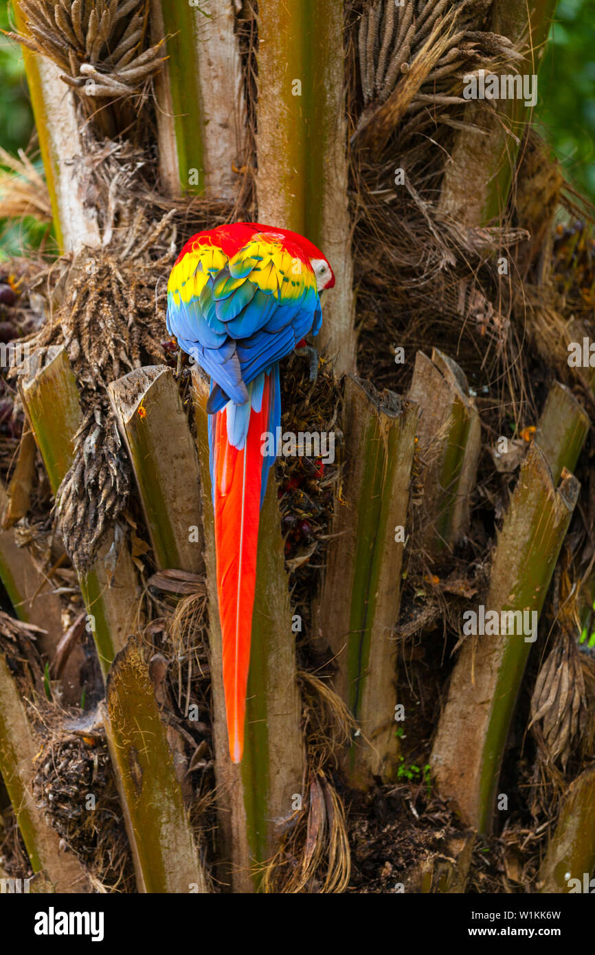 Hellrote ARA - GUACAMAYA ROJA Y AMARILLA O LAPA ROJA (Ara macao) Stockfoto