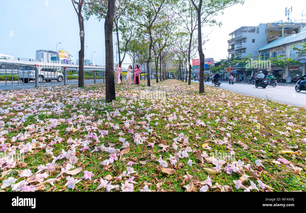 Tabebuia rosea Blumen fallen auf grünem Gras, Hintergrund Reisende. Diese Blumen entlang Vo Van Kiet Boulevard Stockfoto