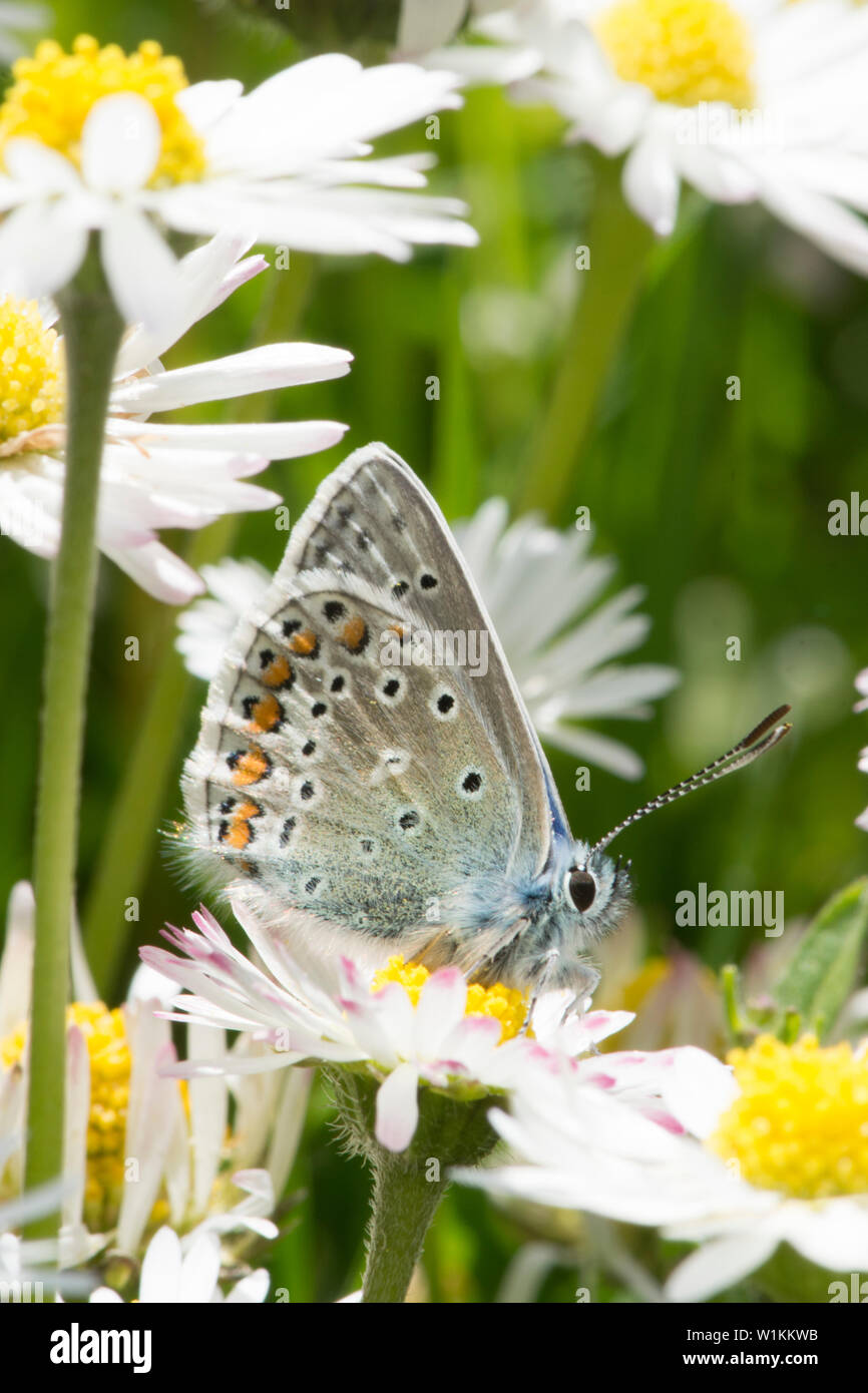 Gemeinsame Blau, Polyommatus Icarus, Schmetterling, männlich, auf Blume, Oxeye Daisy, Leucanthemum vulgare, Essex, UK, Mai Stockfoto