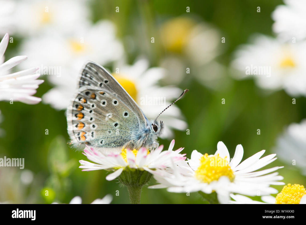 Gemeinsame Blau, Polyommatus Icarus, Schmetterling, männlich, auf Blume, Oxeye Daisy, Leucanthemum vulgare, Essex, UK, Mai Stockfoto