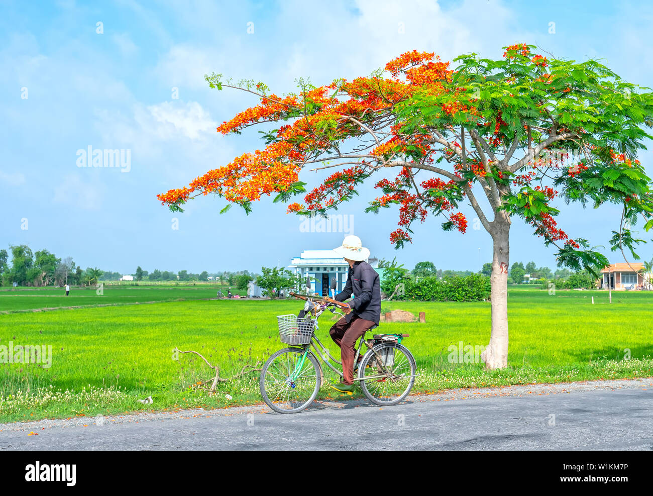 Die Landwirte Radfahren durch Royal Poinciana Bäume blühen sonniger Morgen in schöne friedliche Szene in der Landschaft Stockfoto