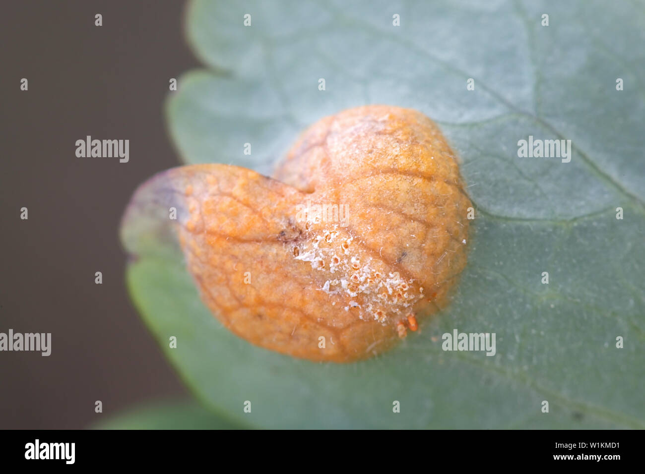 Puccinia agrostidis, bekannt als der braunrost Gall, eine Pilzinfektion Pflanzenpathogen Stockfoto