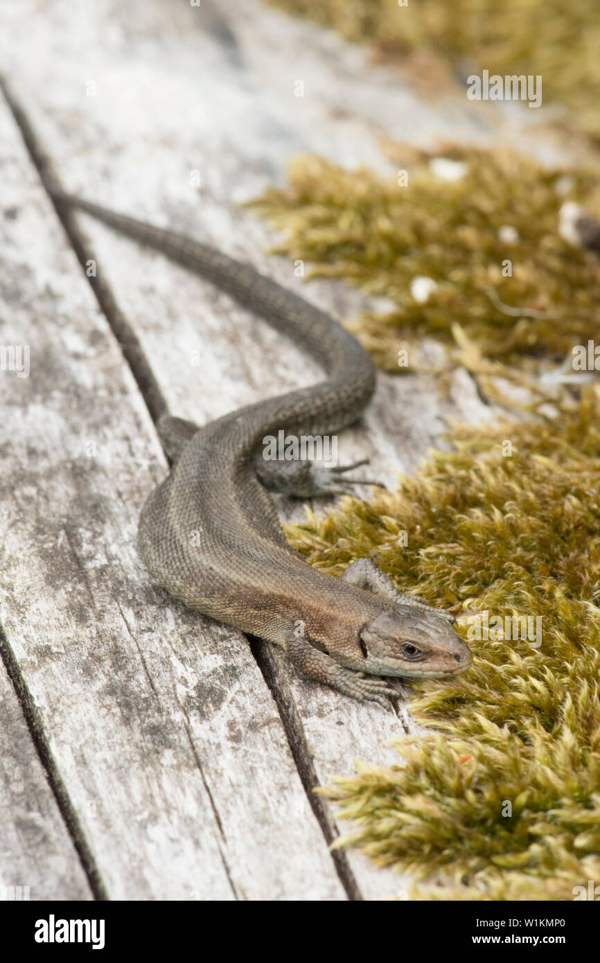 Gemeinsame Eidechse, Zootoca vivipara, Lebendgebärenden Eidechse, Sonnenbaden, wärmen sich auf alte Log, Essex, UK, Mai Stockfoto