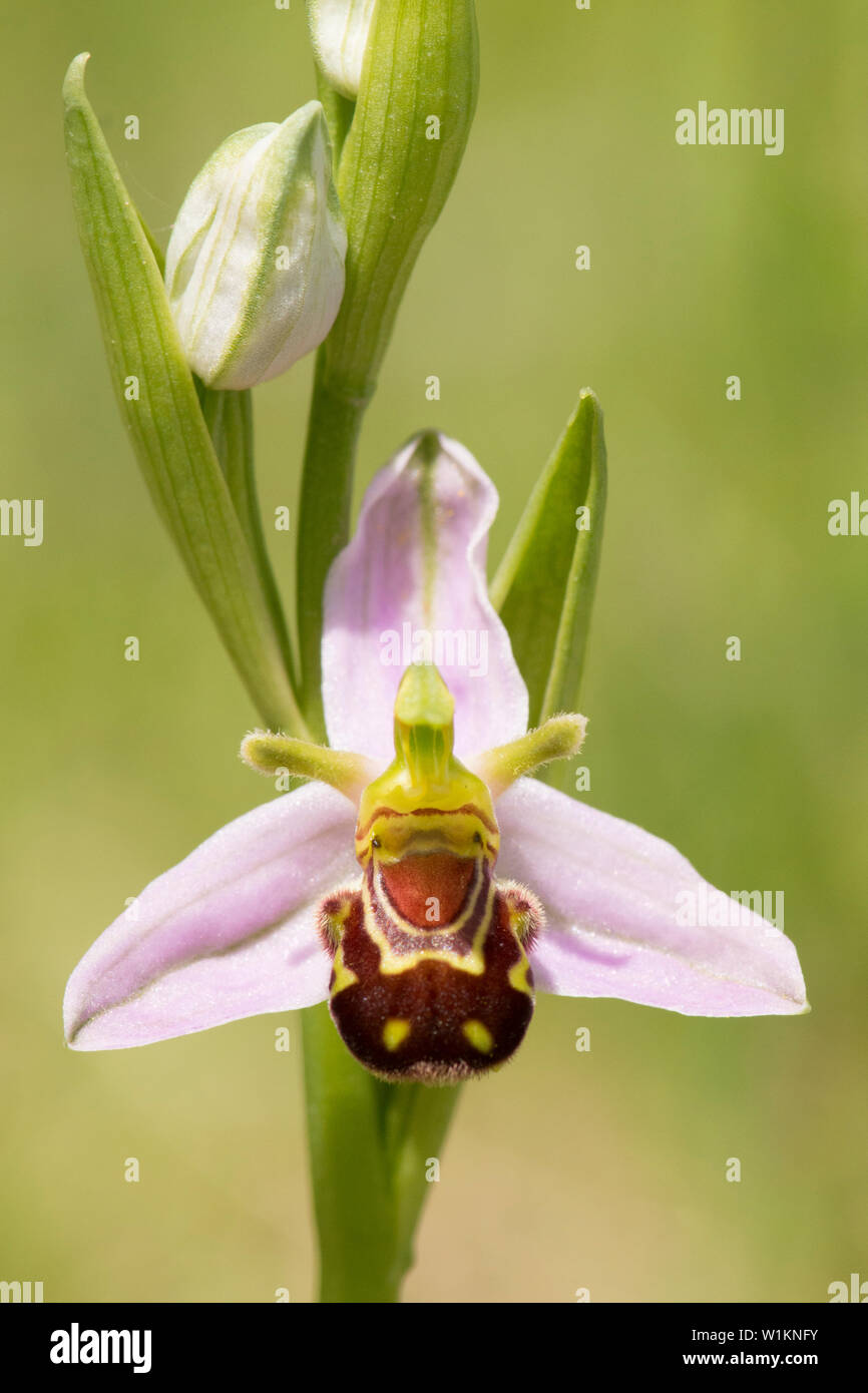 Bienen-ragwurz, Ophrys apifera, Essex, Großbritannien Stockfoto