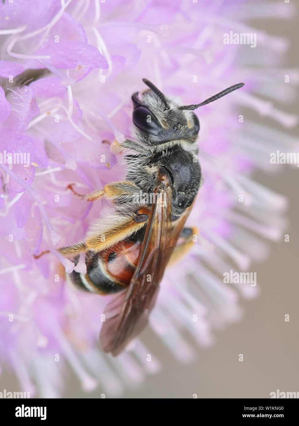 Andrena hattorfiana, eine bedrohte Art des Bergbaus Bienen gehören zur Familie Andrenidae, Fütterung auf Feld-witwenblume, Knautia arvensis Stockfoto