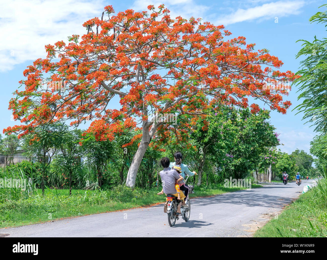 Die Landwirte Radfahren durch Royal Poinciana Bäume blühen sonniger Morgen in schöne friedliche Szene in der Landschaft Stockfoto