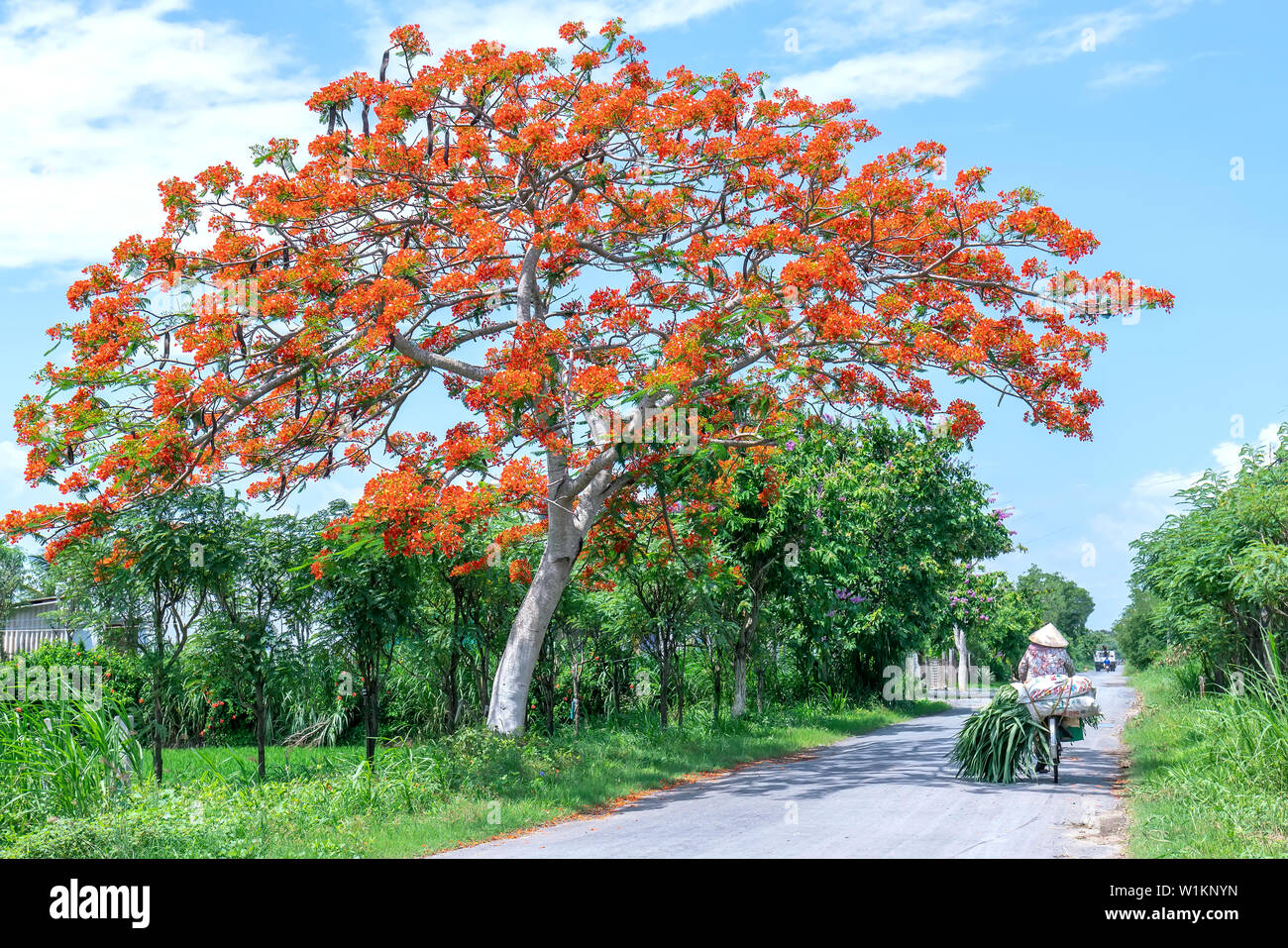 Die Landwirte Radfahren durch Royal Poinciana Bäume blühen sonniger Morgen in schöne friedliche Szene in der Landschaft Stockfoto