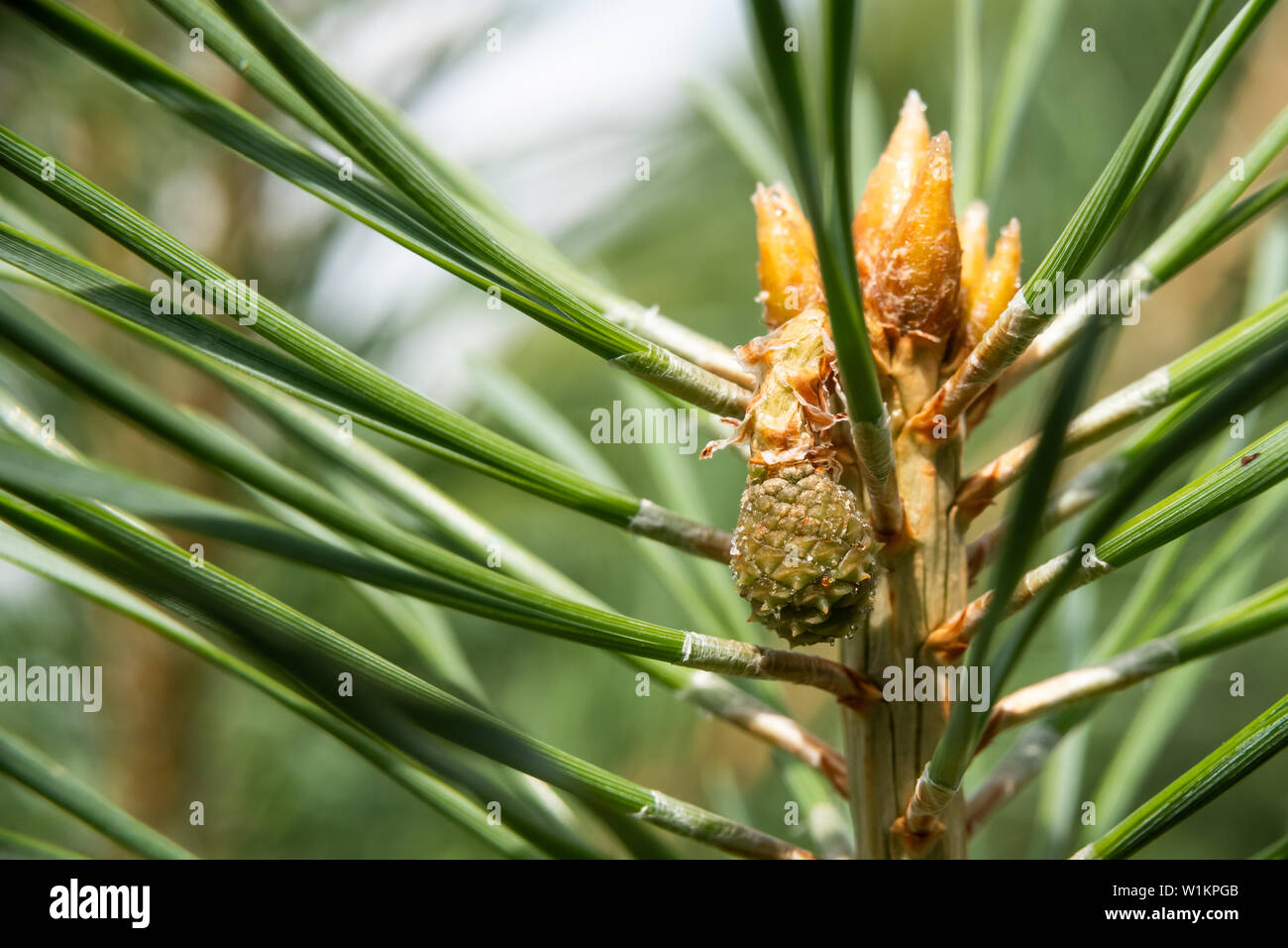 Beschreibung: Green Mountain Pine (Pinus mugo) closeup mit jungen Kegel auf unscharfe Bunte Herbst Wald Hintergrund mit schönen Bokeh. Stockfoto