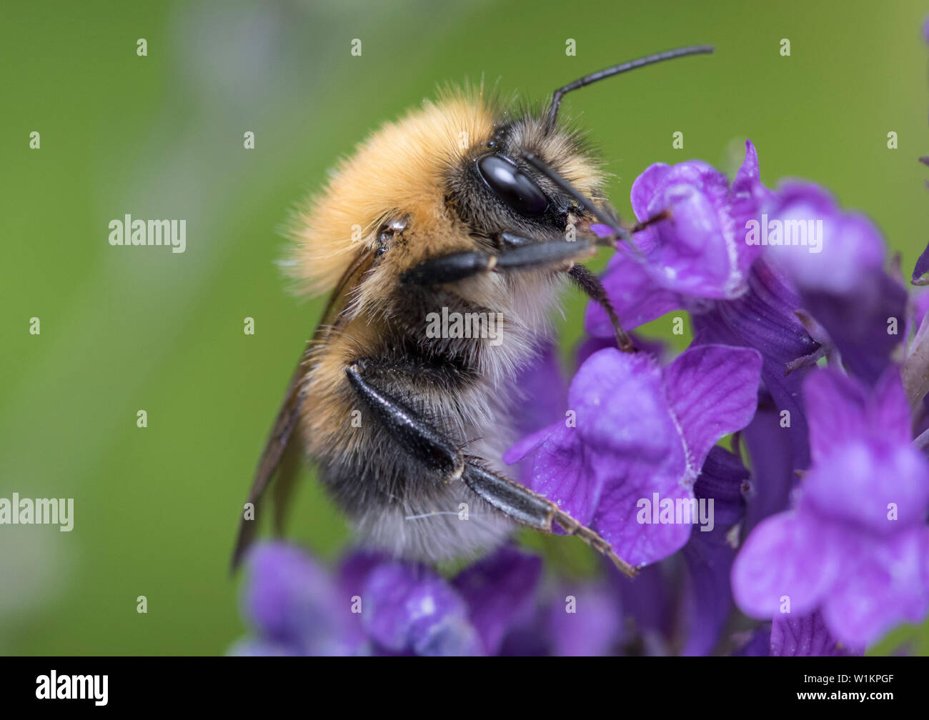 Hummel auf Lavendel, England, Großbritannien Stockfoto