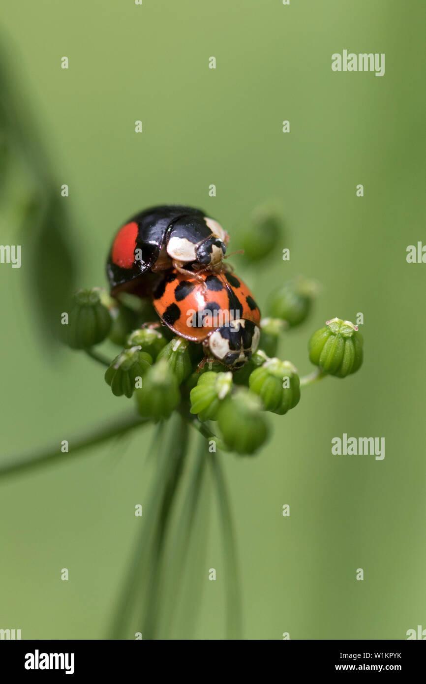 Harlekin Marienkäfer (Harmonia axyridis) Verpaarung. eine invasive Arten, die in Großbritannien im Jahr 2004 angekommen Stockfoto