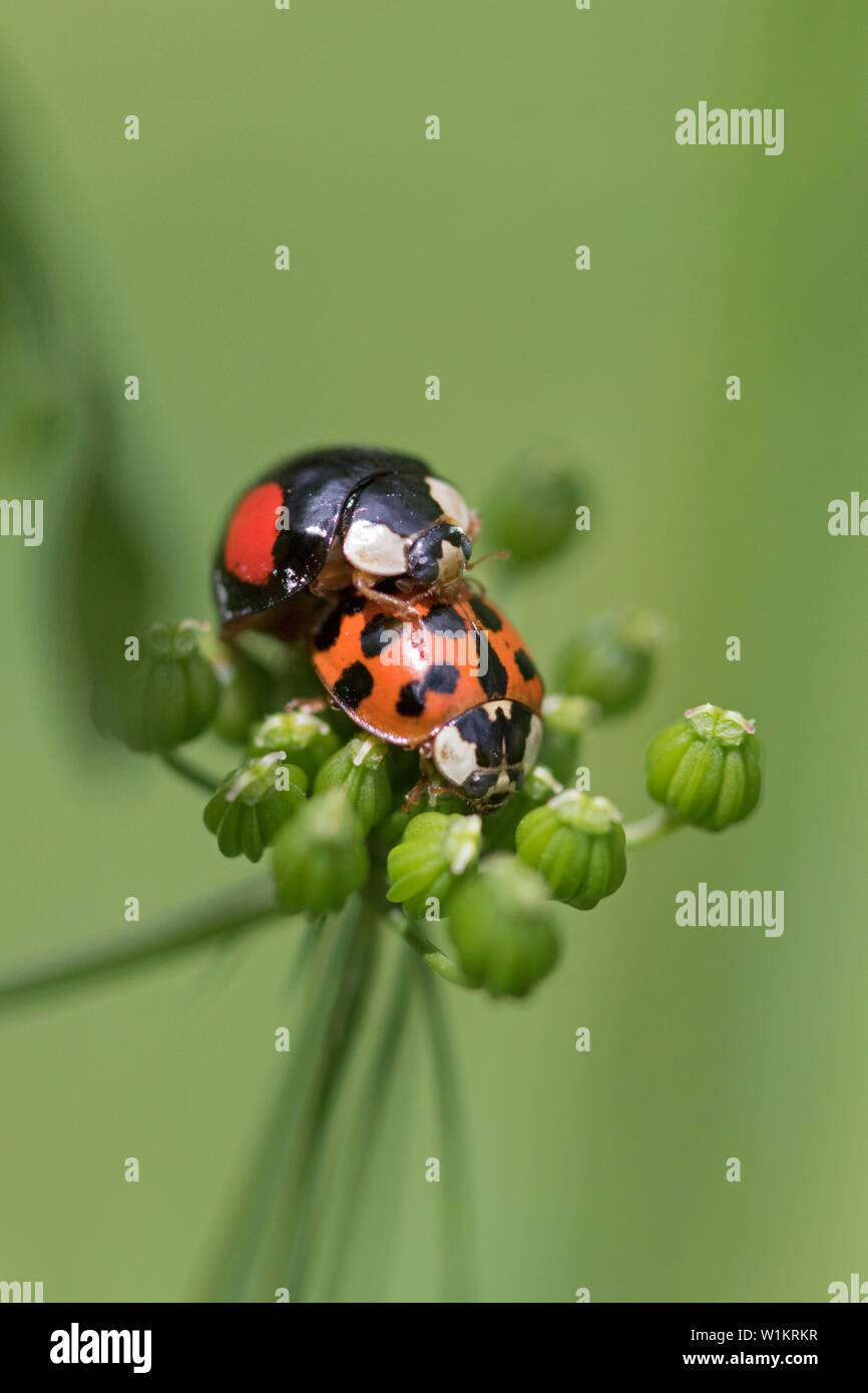 Harlekin Marienkäfer (Harmonia axyridis) Verpaarung. eine invasive Arten, die in Großbritannien im Jahr 2004 angekommen Stockfoto