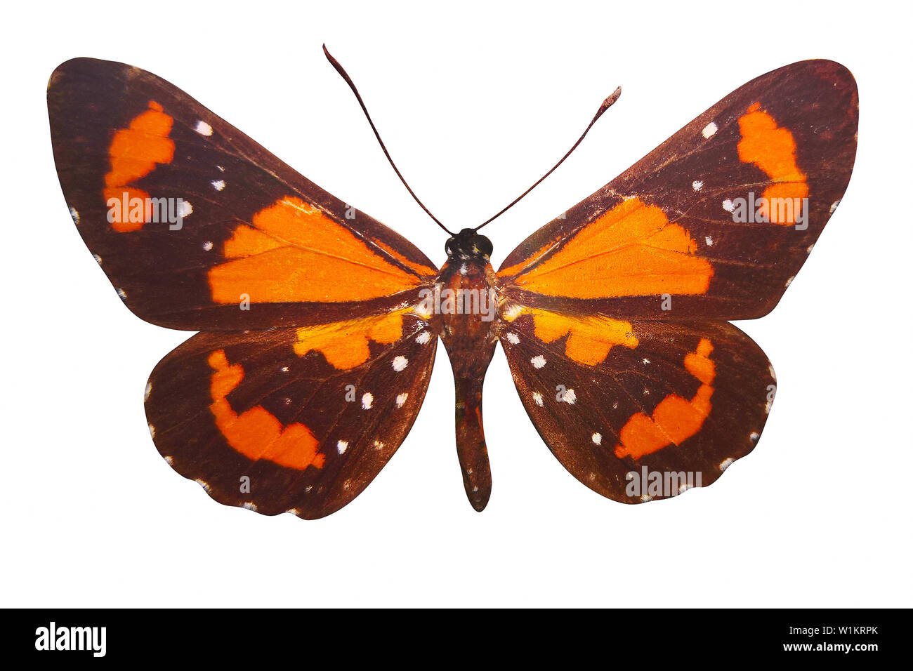 Braune Schmetterling mit orange Flecken auf den Flügeln. auf weißem Hintergrund Stockfoto